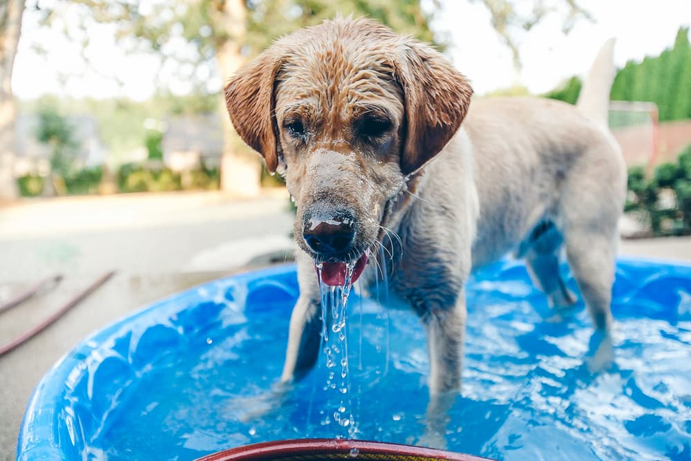 8 Best Dog Swimming Pools to Keep Your Pup Cool