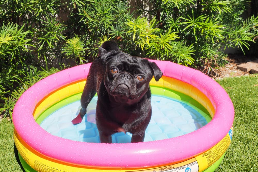 Dog in a rainbow swimming pool in backyard