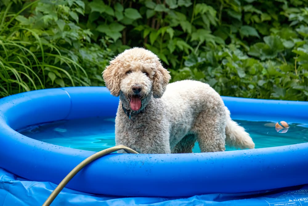Dog in an inflatable swimming pool