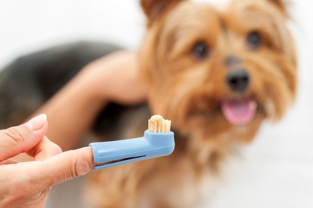 Finger toothbrush for dog teeth