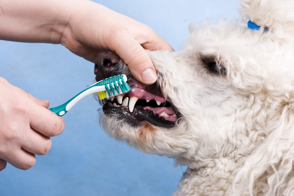 Cleaning dog's teeth with toothbrush