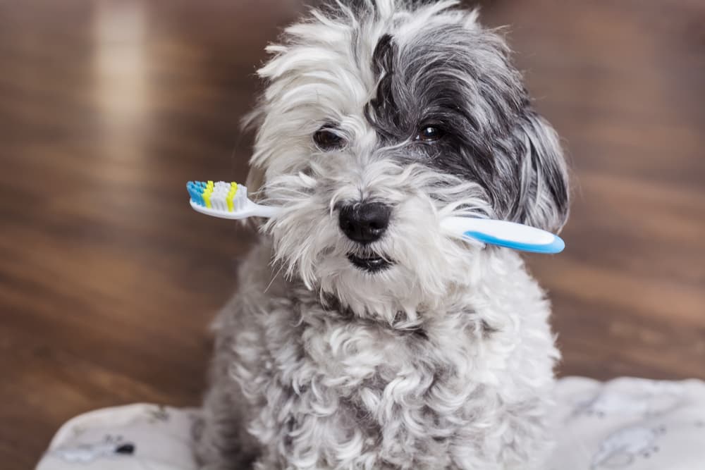 8 Dog Toothbrush Picks Approved by Vets