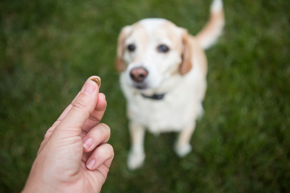 8 Best Dog Treats for Sensitive Stomachs