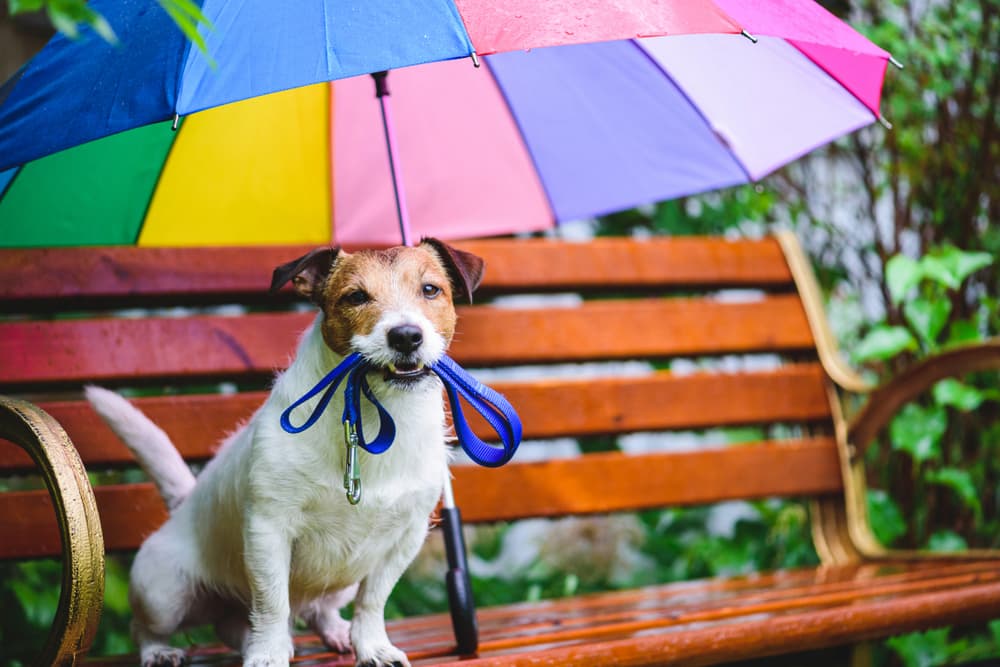 Dog Umbrella Options: 5 to Keep Your Canine Dry