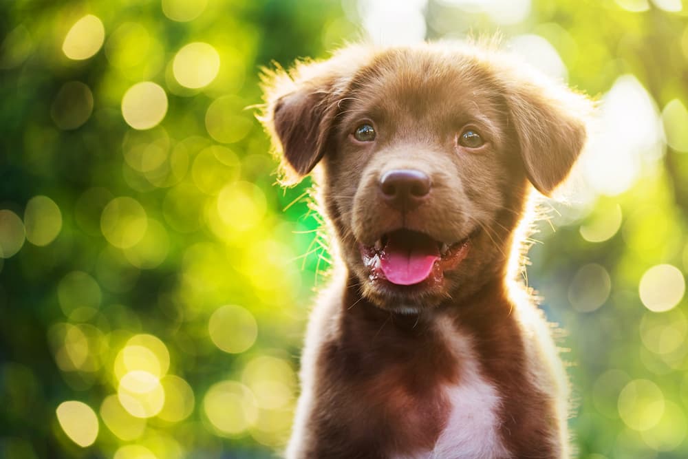 Puppy looking up and curious