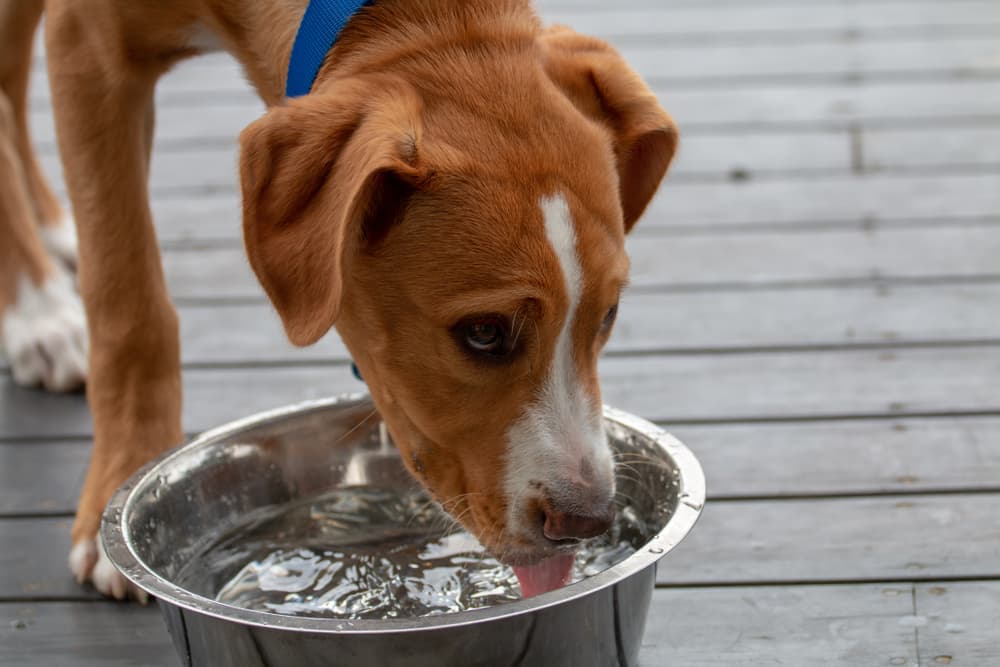 Dog drinking water from water bowl