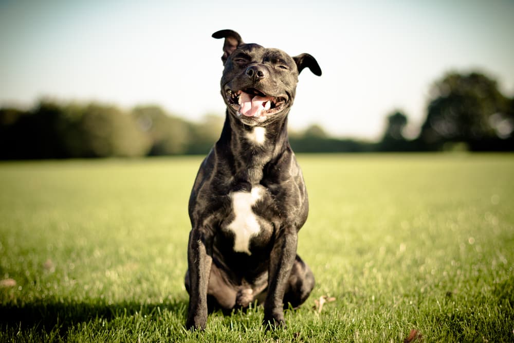 Dog smiling in the meadow