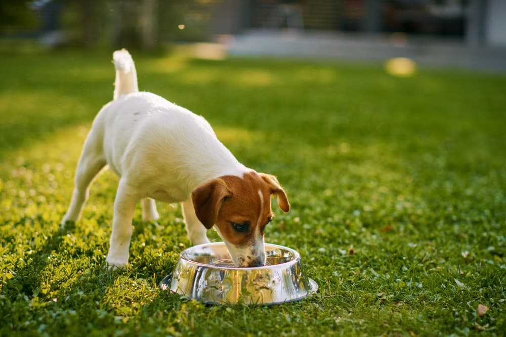 8 Best Water Additives for Dogs