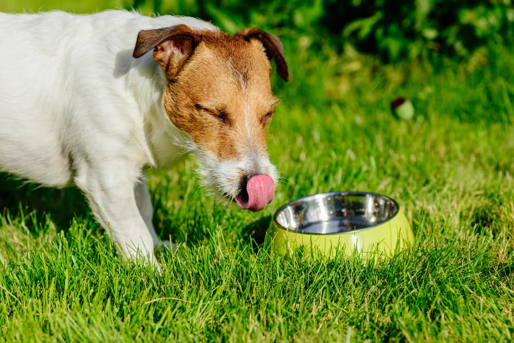 Dog drinking water from a bowl on a sunny day