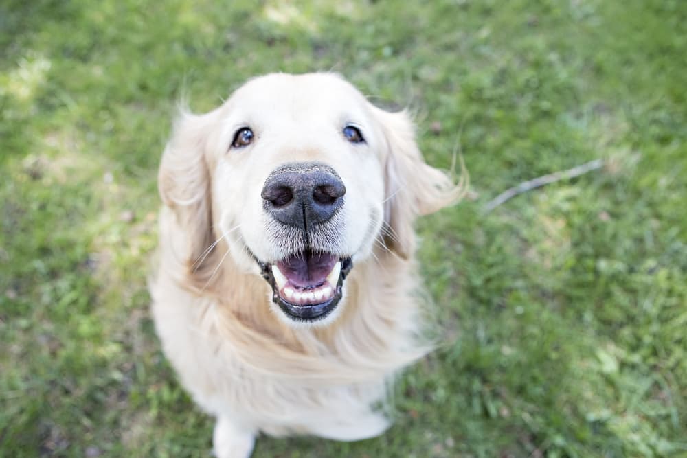 Dog smiling showing healthy teeth