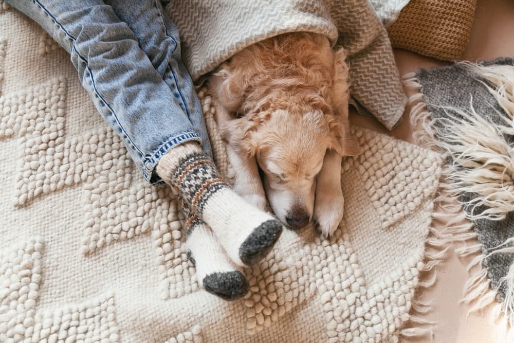 Dog cozy snuggled with owner