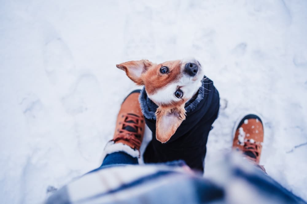 Cute dog in snow looking up to owner