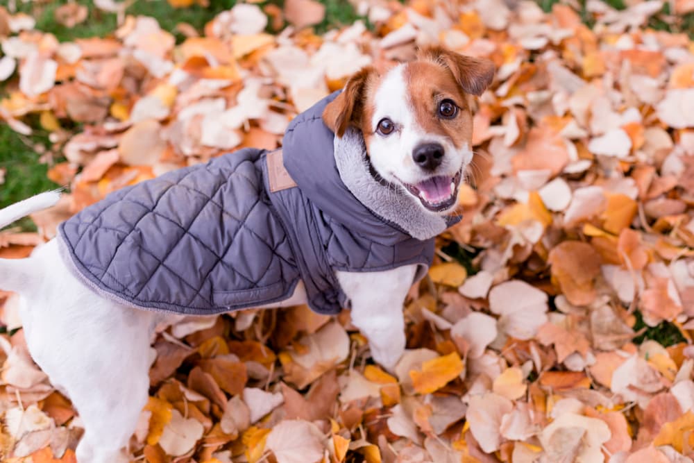 8 Dog Winter Coats for Keeping Warm in Cold Weather