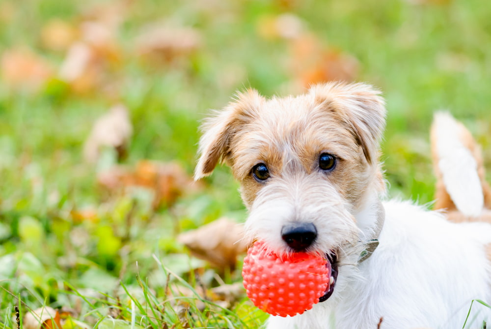 dog with ball in mouth outside