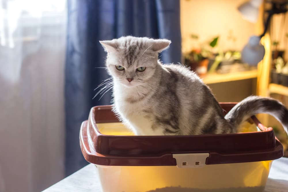 12 Best Dust-Free Cat Litters of 2024