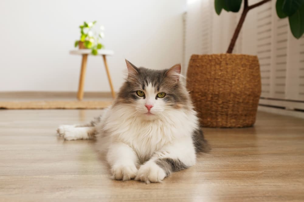 Happy cat at home sitting pretty 