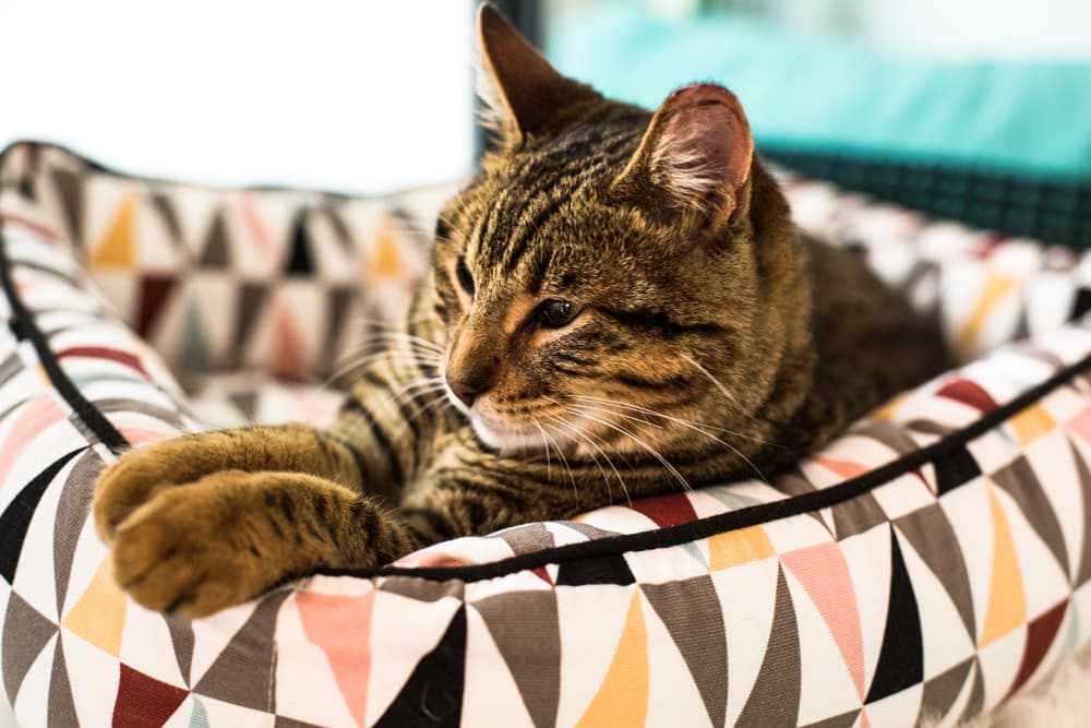 Cat cozy in cat bed