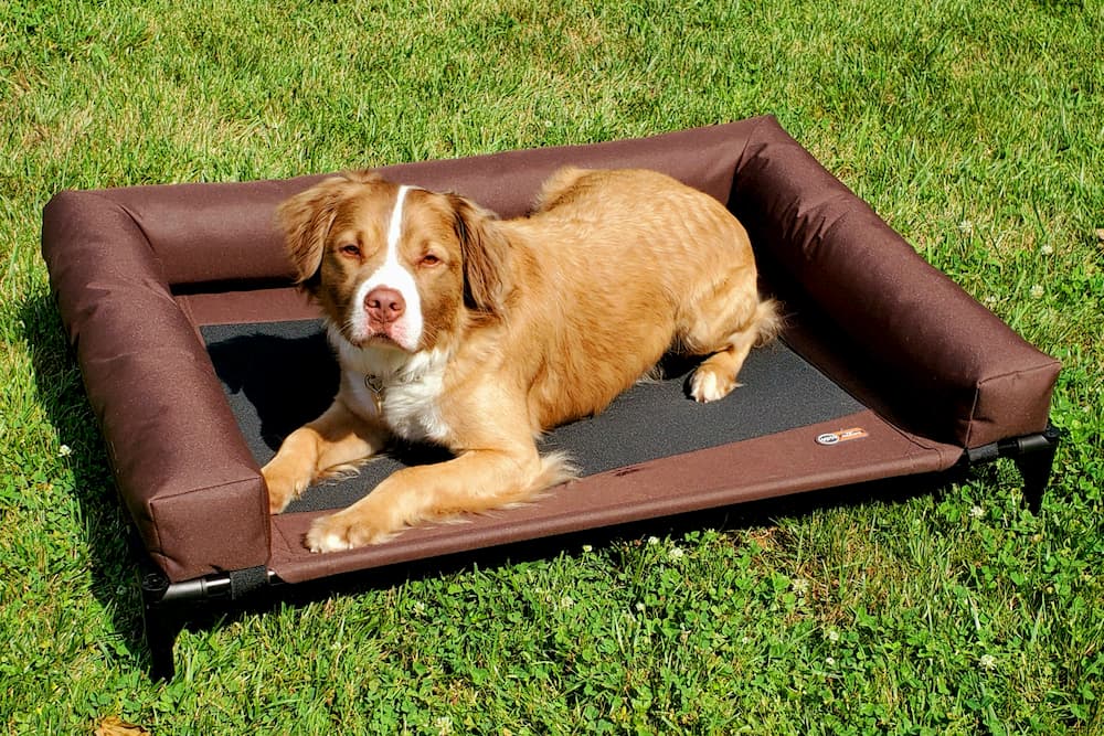 Best Elevated Dog Beds for Getting Your Pup Up Off the Ground