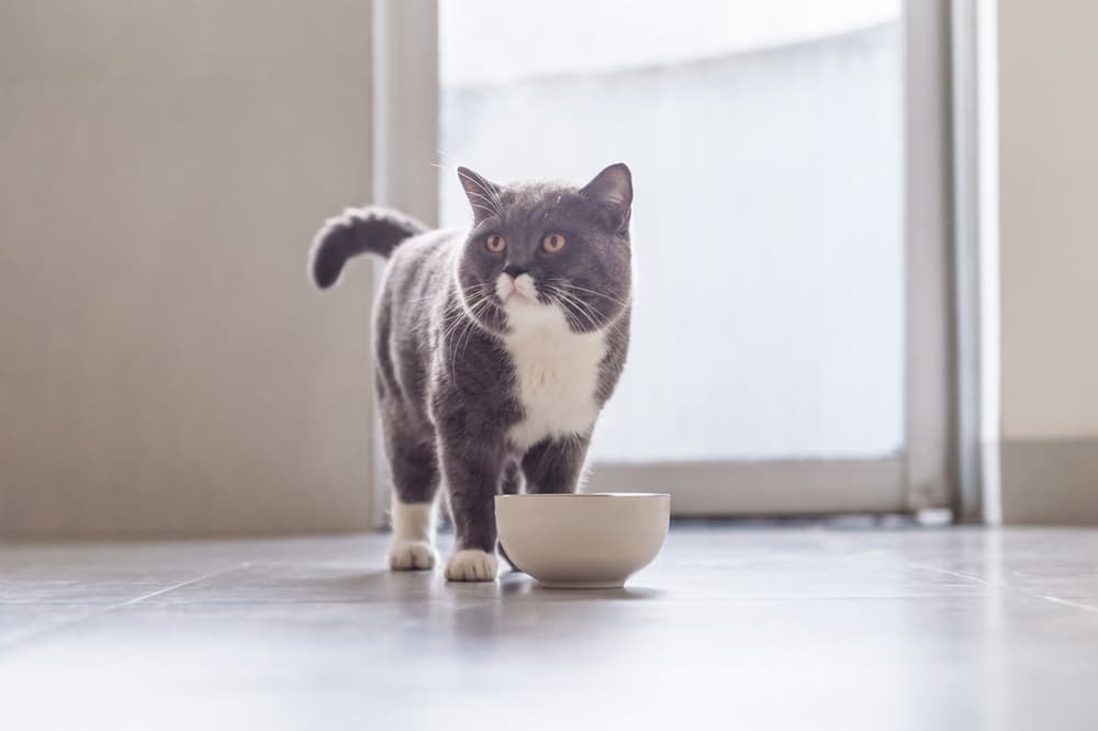 7 Best Freeze-Dried Cat Foods
