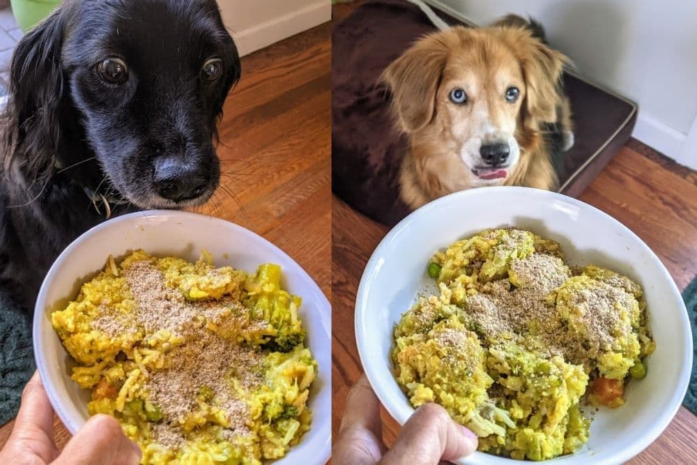 Dogs trying FullBucket Health probiotics