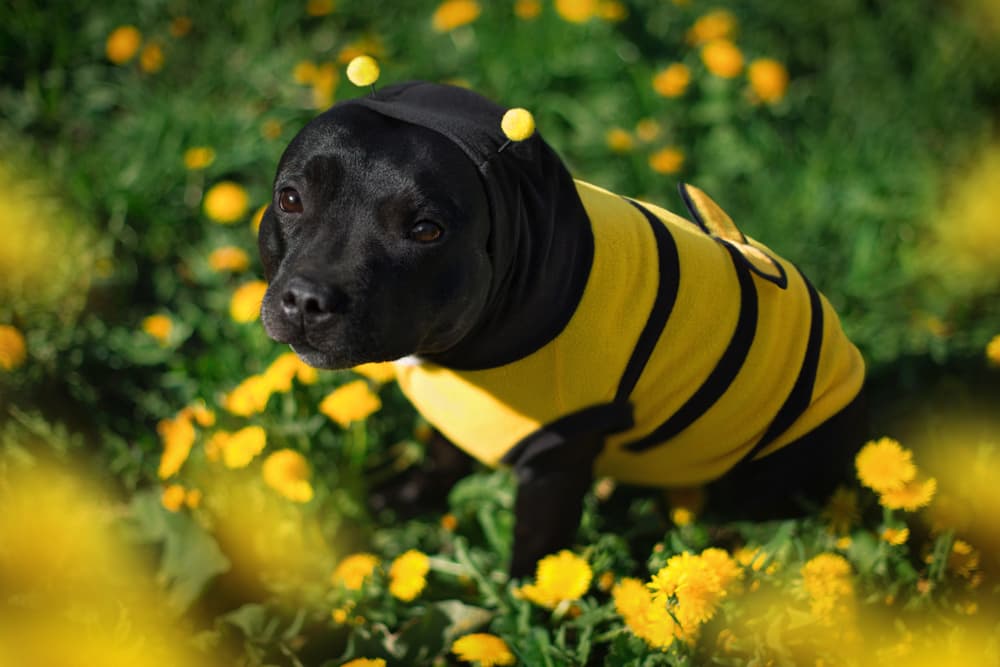 7 Best Funny Dog Costumes of 2024