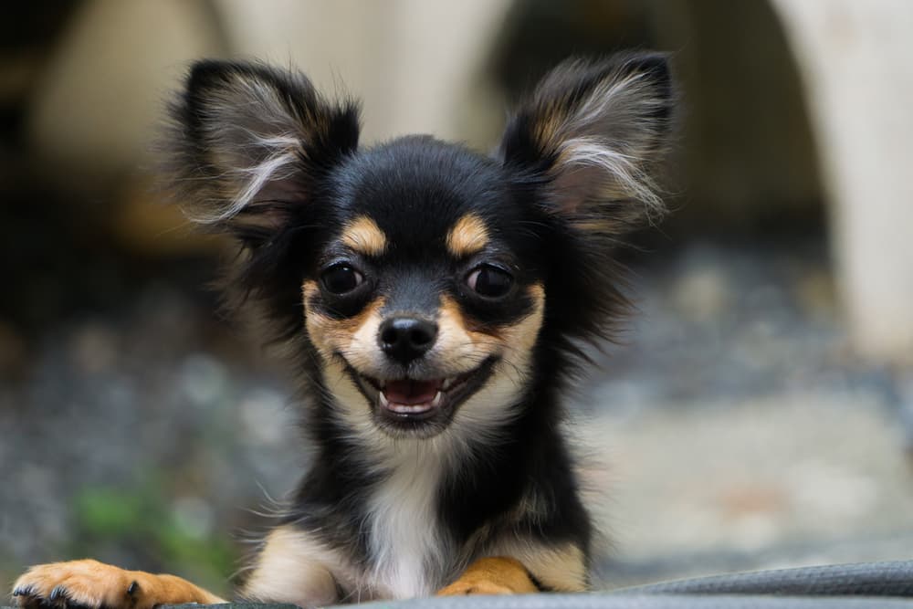 Happy dog laughing close-up