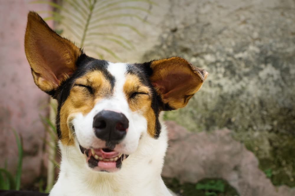 Happy dog laughing