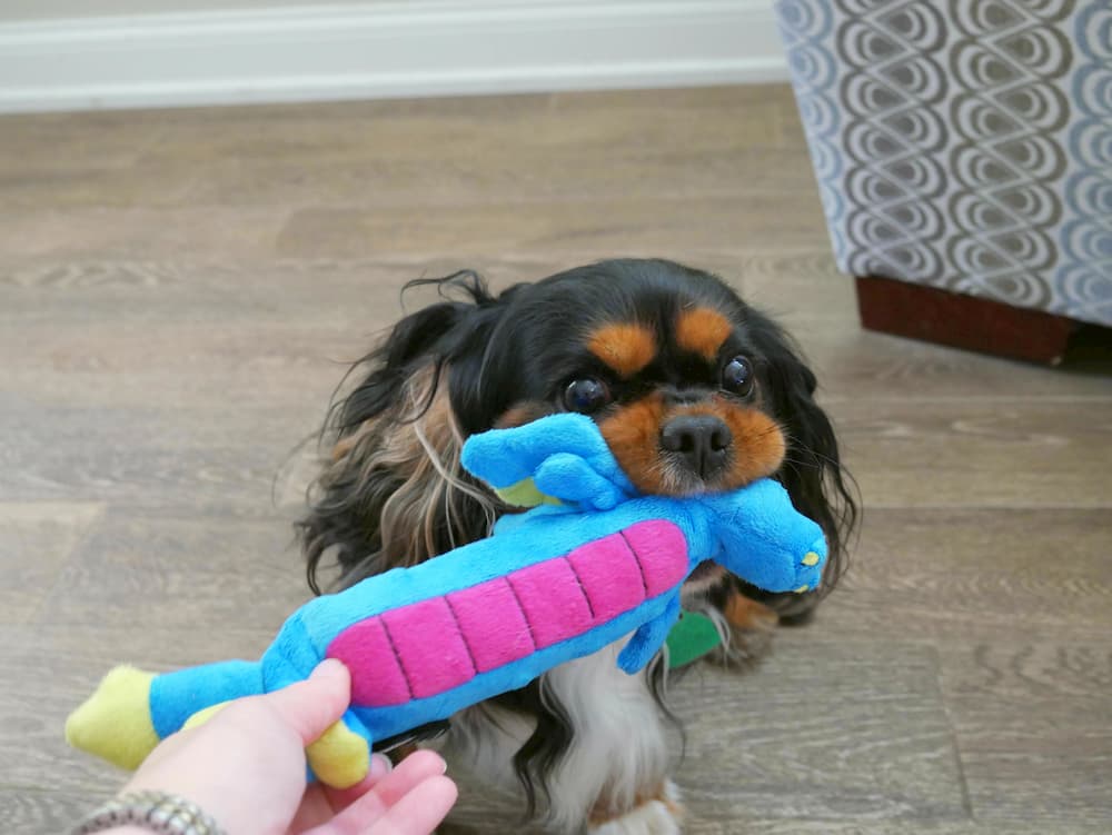 Dexter playing with durable plush toy