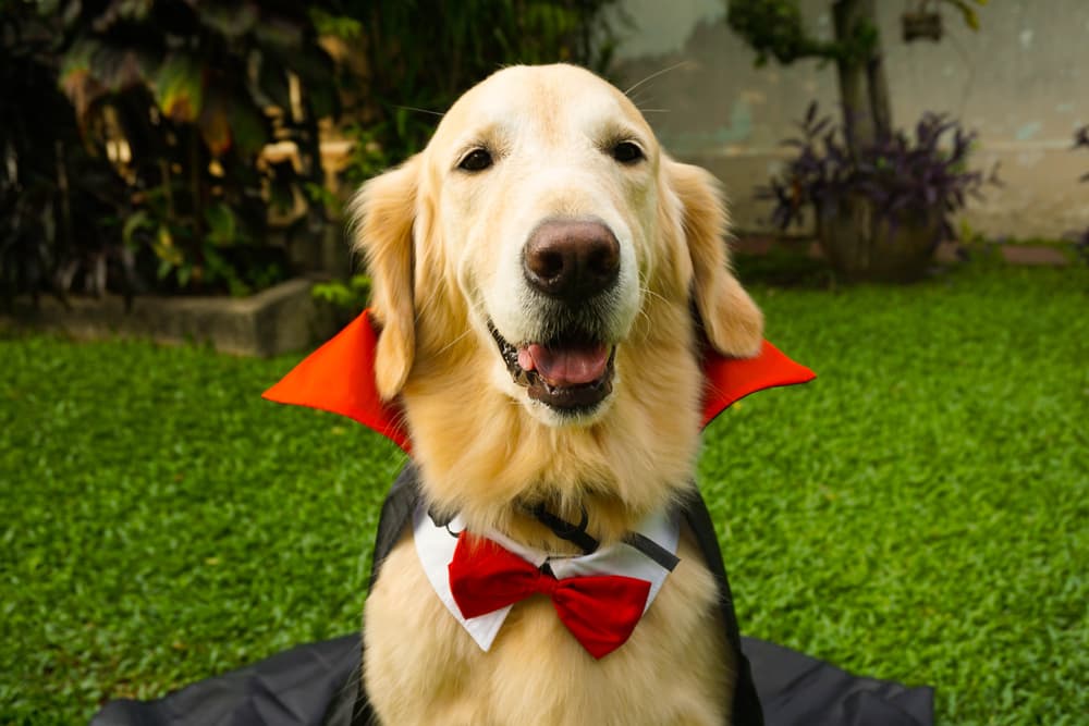 Happy dog in costume