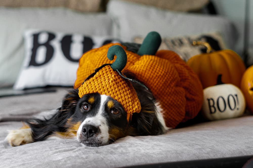 best dog halloween costumes