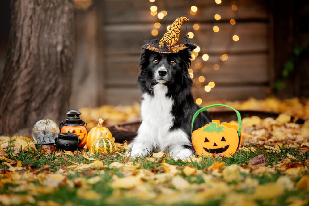 Cute dog at Halloween with pumpkins