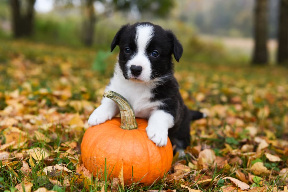 Cute puppy with a pumpkin