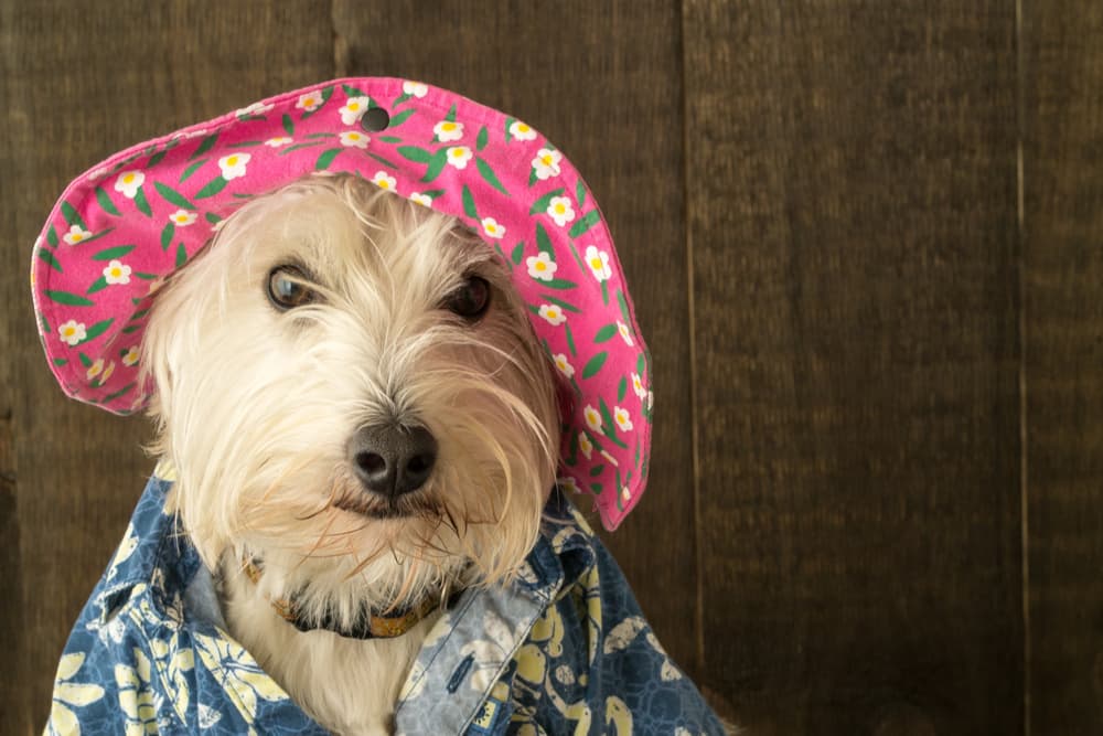 Happy dog wearing a Hawaiian shirt and funny hat