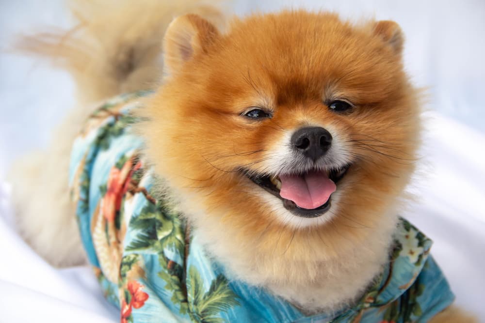 6 Dog Hawaiian Shirts for Channeling Vacation Vibes