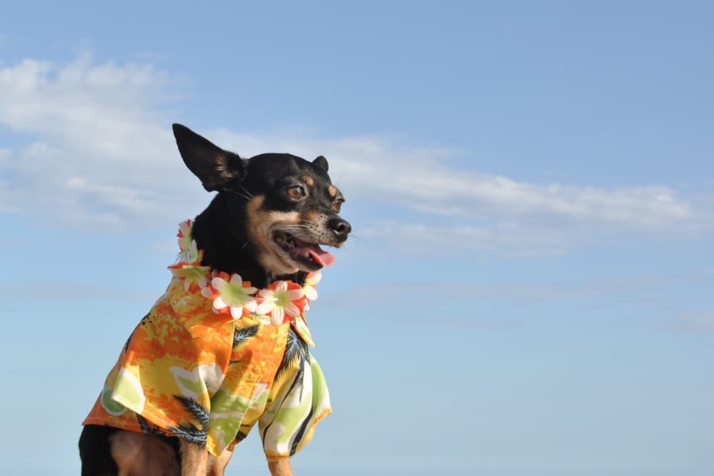 Happy dog wearing a fun Hawaiian dog shirt and lei on a nice day