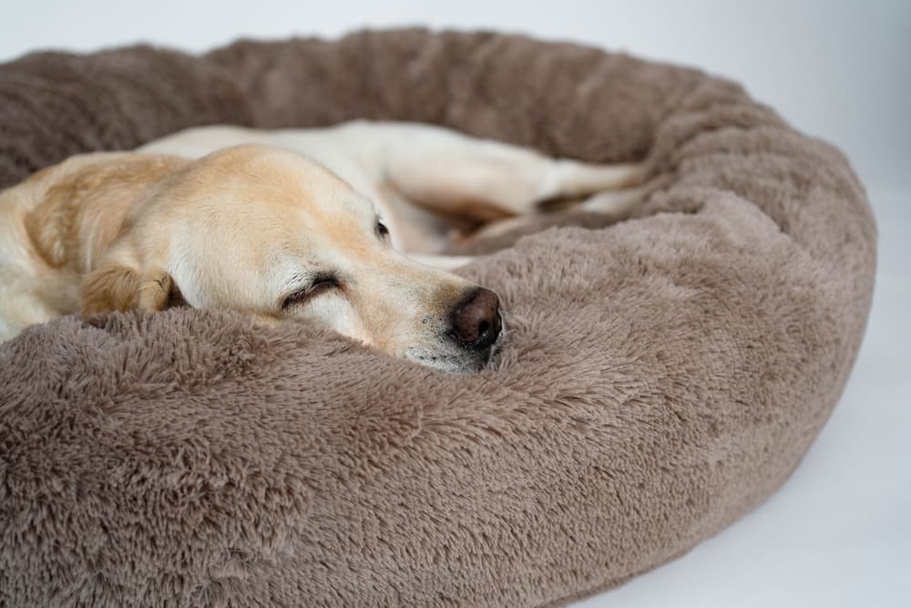 Dog snuggled in dog bed at home