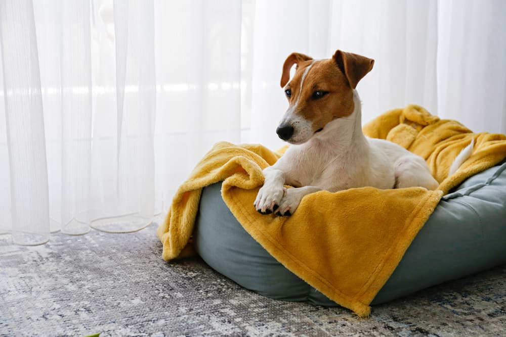 6 Best Heated Dog Beds of 2023 - Vetstreet | Vetstreet