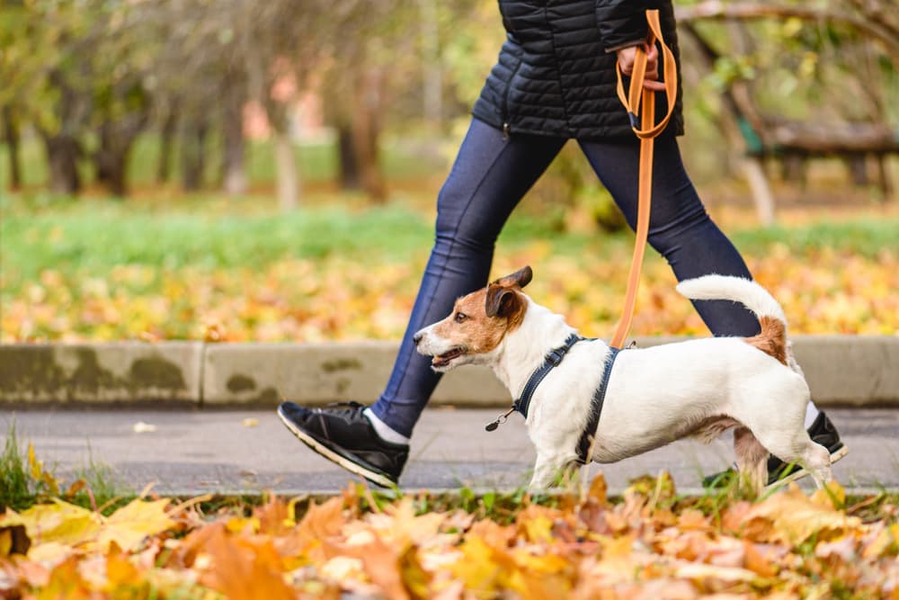 Best Heavy Duty Dog Leash: 6 Strong and Sturdy Picks