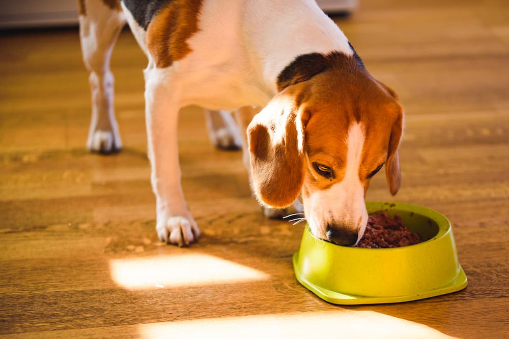 Dog eating from bowl happily