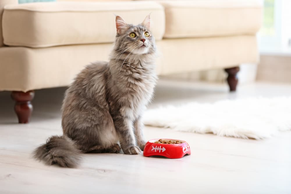 Cat eating from cat food bowl