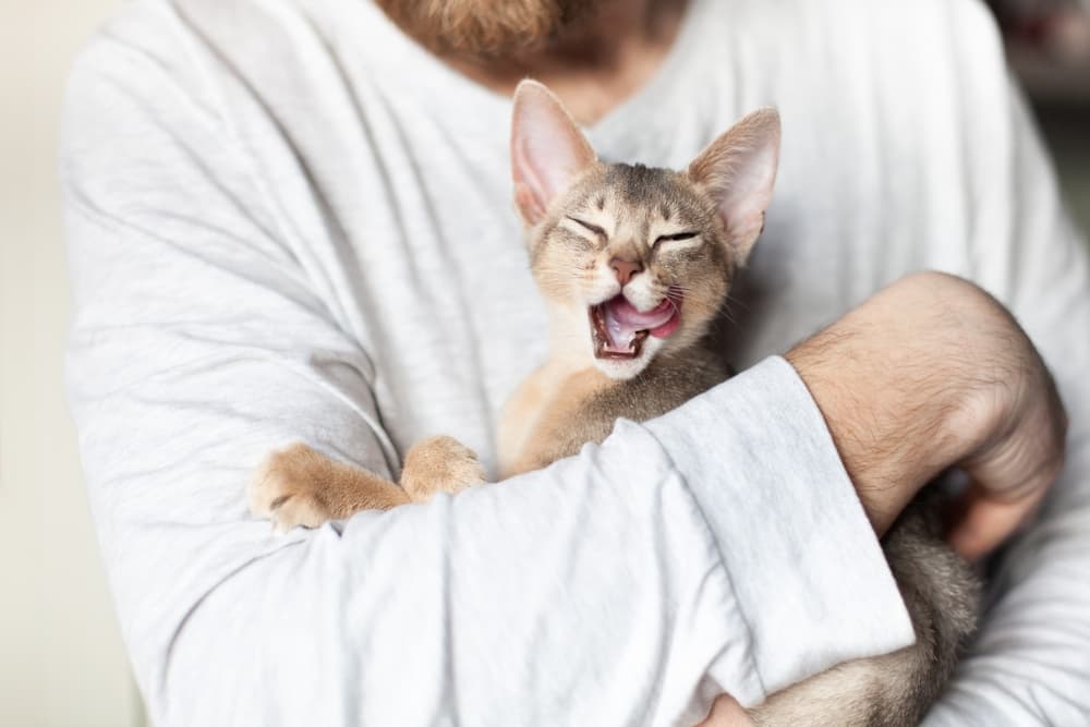 Cat being held by owner hungry