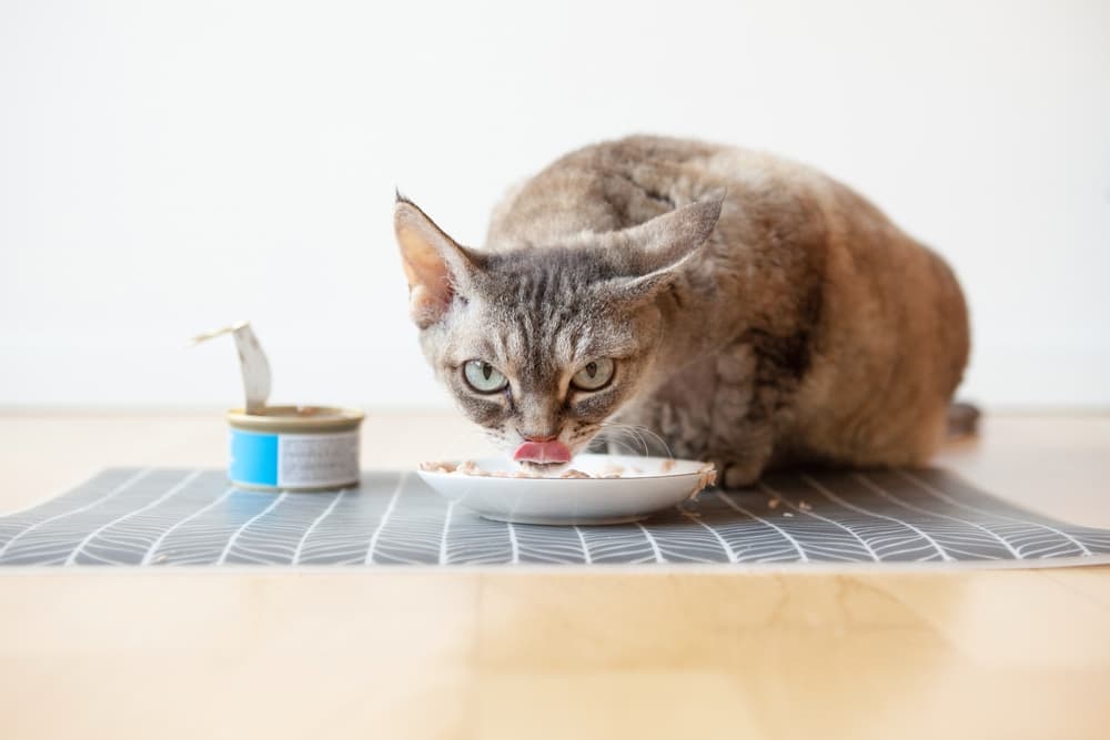 High-Protein Cat Food: 8 Best Options