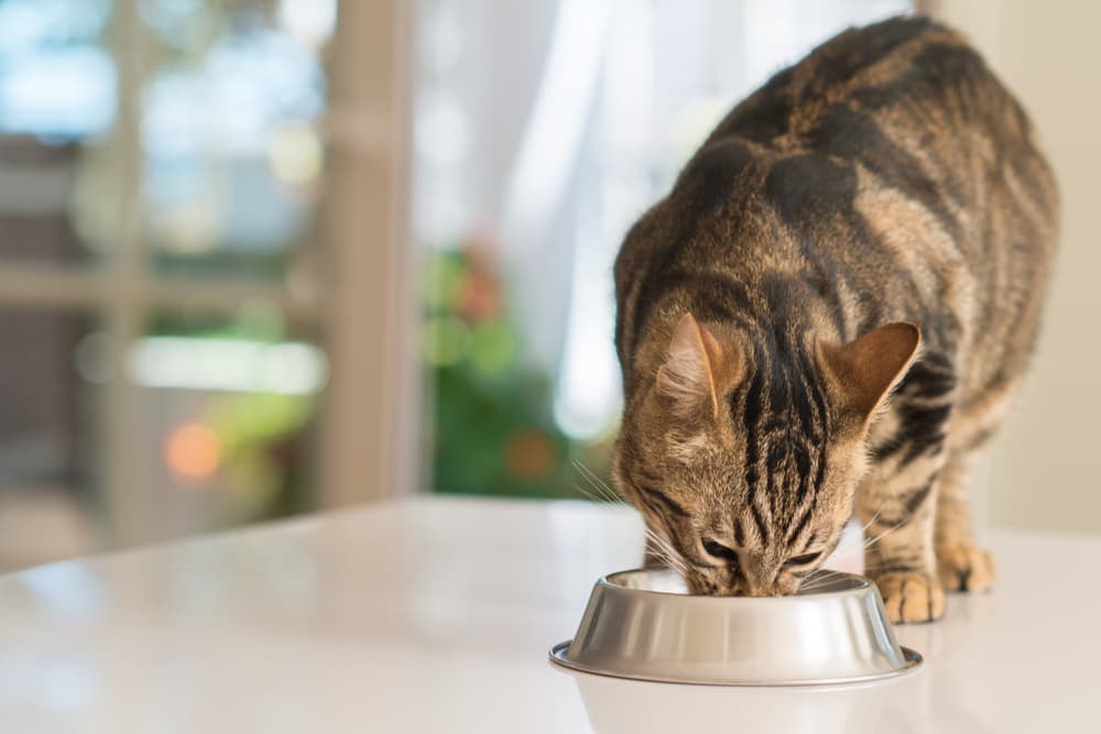 Cat eating from bowl