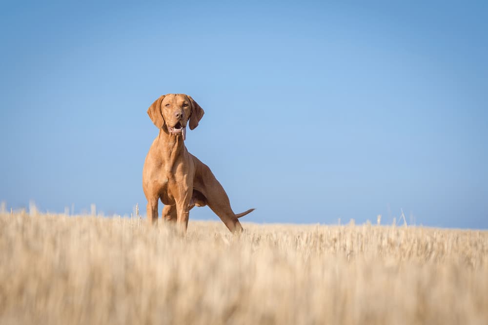 Dog standing in field