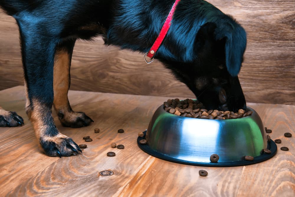 Puppy eating food from a bowl