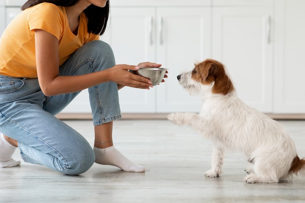 Owner giving dog food in the house human grade dog food