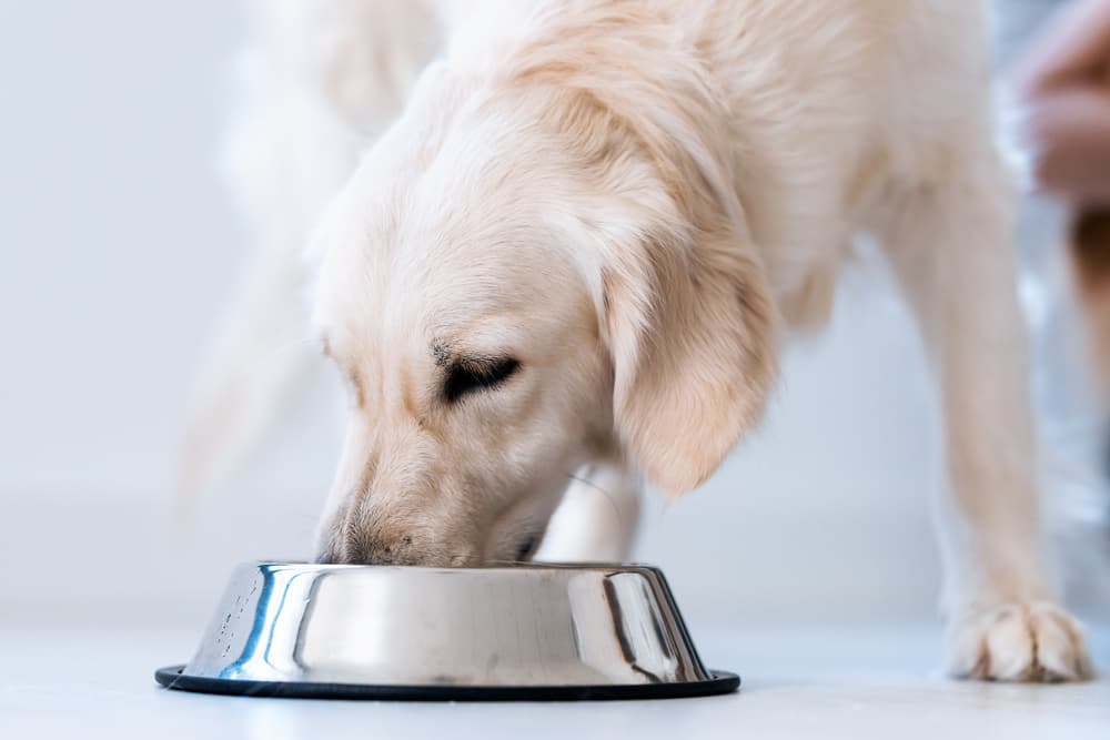 Human Grade Dog Food: 8 Best Options to Consider