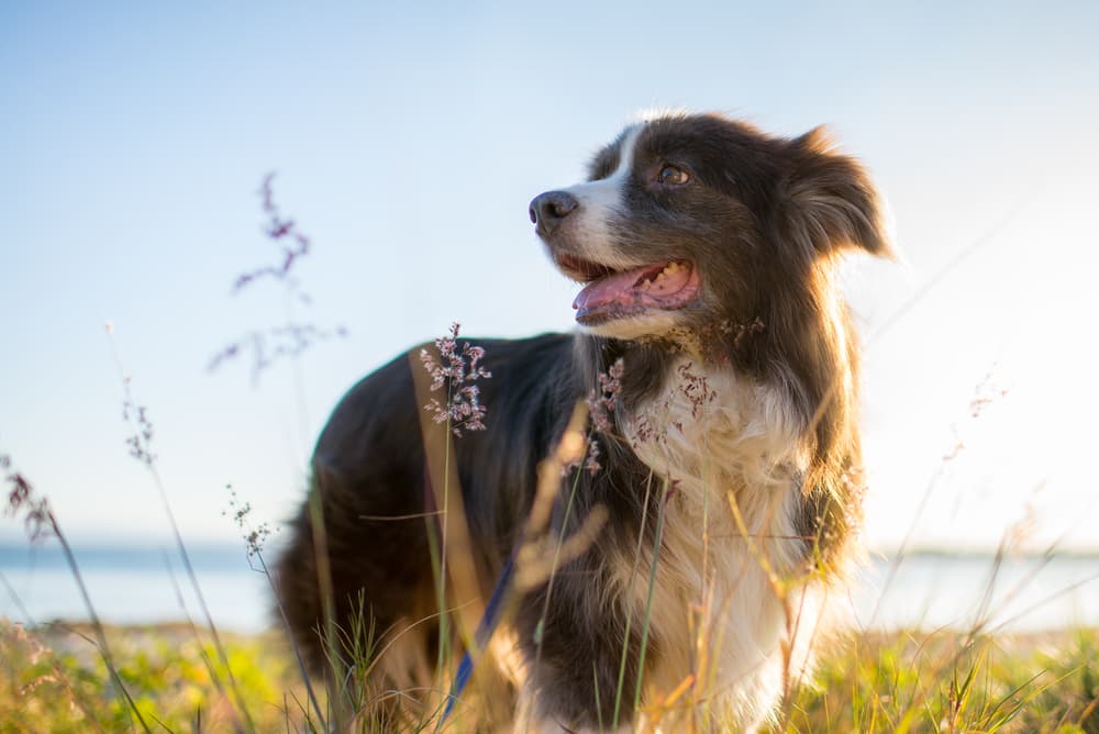 10 Immunity Dog Supplements with Real Boosting Power
