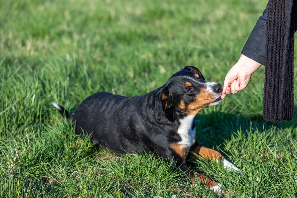 Happy dog getting a supplement