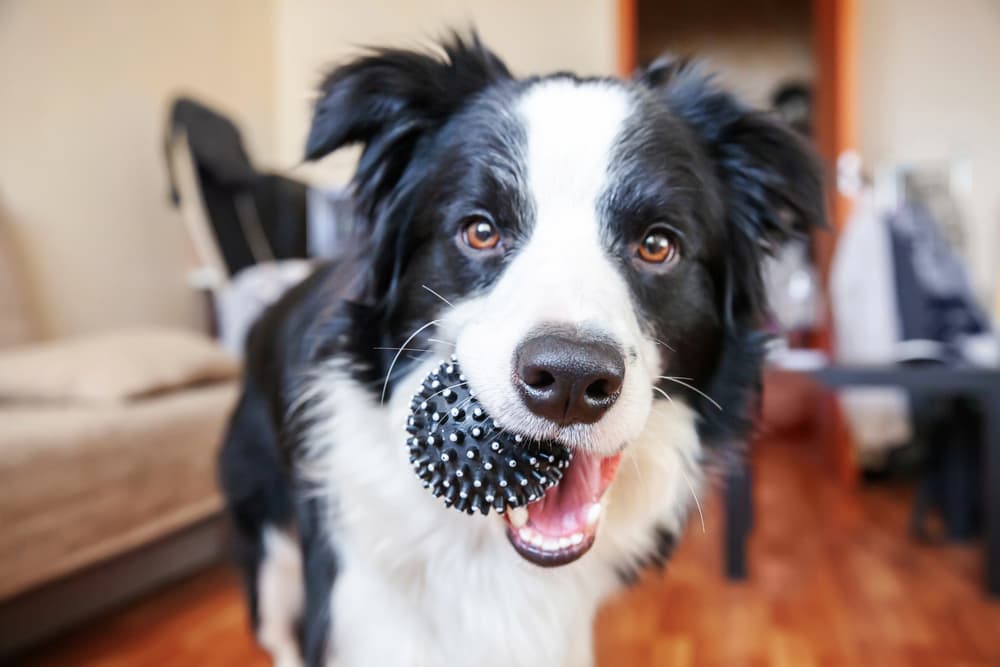 Border Collie with a ball in her mouth